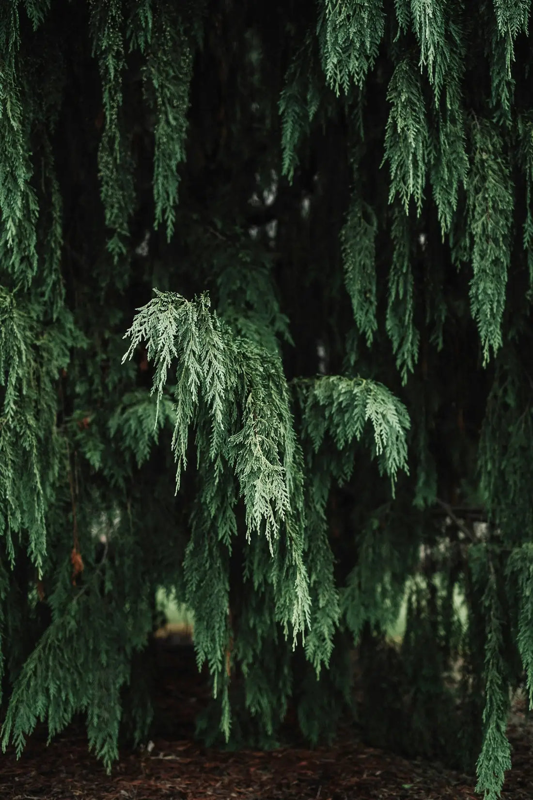 a close up of a tree with green leaves